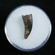 Nice Dromaeosaur/Raptor Tooth From Montana #2033-1